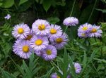 leylak Bahçe Çiçekleri Sahil Papatya, Plaj Dalya, Flebane, Erigeron glaucus fotoğraf