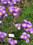 pourpre les fleurs du jardin Daisy Bord De Mer, Plage Aster, Flebane, Erigeron glaucus Photo