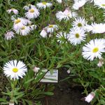 სურათი ზღვისპირა Daisy, Beach Aster, Flebane აღწერა