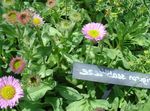 Seaside Daisy, Beach Aster, Flebane