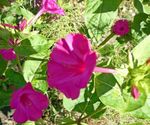 pink Garden Flowers Four O'Clock, Marvel of Peru, Mirabilis jalapa Photo