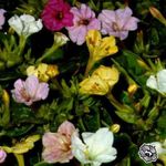 white Garden Flowers Four O'Clock, Marvel of Peru, Mirabilis jalapa Photo