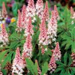 Фото Tiarka (Tiarella, Mitella, Tellima) сипаттамасы