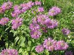 fotografija Čebelji Balzam, Wild Bergamot opis