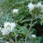 white Garden Flowers Scarlet Monardella, Hummingbird Coyote Mint Photo