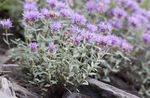 Scarlet Monardella, Hummingbird Coyote Mint