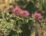 Foto Monardella Escarlata, Menta Coyote Colibrí descripción