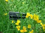 jaune les fleurs du jardin Lobelia D'or, Lobelia Jaunes, Monopsis Photo