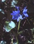 Photo Arrowleaf Pickerelweed Bréagach Cur síos