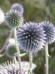 azul claro Flores de jardín Cardo Mundo, Echinops Foto