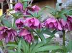 Christmas Rose, Lenten Rose