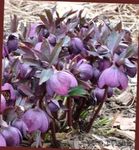 Photo Christmas Rose, Lenten Rose description