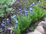 Grape hyacinth 