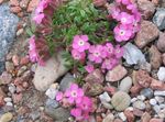 pink Garden Flowers Soapwort, Saponaria Photo