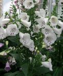 Foxglove 