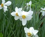 bianco I fiori da giardino Narciso, Narcissus foto