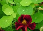 Photo Nasturtium description