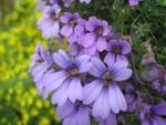 lilla I fiori da giardino Nasturzio, Tropaeolum foto