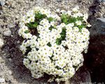 weiß Gartenblumen Vergissmeinnicht, Myosotis Foto