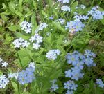 Photo Forget-me-not description