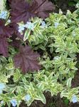 Photo Water Primrose, Marsh Purslane, Marsh Seedbox description