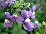 mor Bahçe Çiçekleri Pelerin Mücevherleri, Nemesia fotoğraf