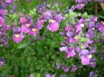 Nemesia