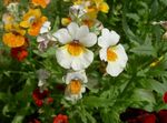 hvid Have Blomster Cape Juveler, Nemesia Foto