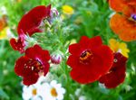 bordeaux Have Blomster Cape Juveler, Nemesia Foto