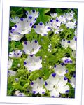 white Garden Flowers Nemophila, Baby Blue-eyes Photo