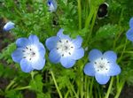 Bilde Nemophila, Baby Blue-Eyes beskrivelse