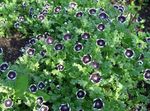 Nemophila, Yeux Bleus Bébé