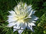 Love-In-A-Mist