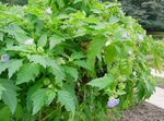 luz azul Flores do Jardim Shoofly Planta, Maçã De Peru, Nicandra physaloides foto