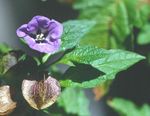 purple Garden Flowers Shoofly Plant, Apple of Peru, Nicandra physaloides Photo