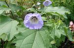 Photo Shoofly Plant, Apple of Peru description