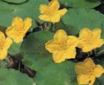 amarillo Flores de jardín Corazón Flotante, Franja De Agua, Copo De Agua Amarilla, Nymphoides Foto