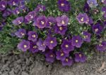 pourpre les fleurs du jardin Flower Cup, Nierembergia Photo