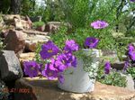 lilas les fleurs du jardin Flower Cup, Nierembergia Photo