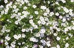 blanc les fleurs du jardin Flower Cup, Nierembergia Photo