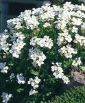 weiß Gartenblumen Aubrieta, Felskresse Foto