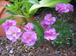 rosa Flores de jardín Aubrieta, Berro De Roca Foto