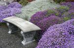 lilas les fleurs du jardin Aubrieta, Arabette Photo