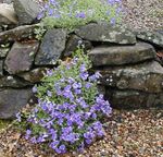 light blue Garden Flowers Aubrieta, Rock Cress Photo