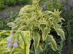 gorm éadrom bláthanna gairdín Comfrey, Symphytum Photo