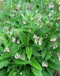 white Garden Flowers Comfrey, Symphytum Photo