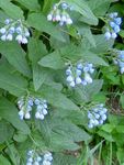 Photo Comfrey description