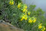 giallo I fiori da giardino Goccia D'oro, Onosma foto