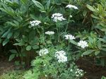 branco Rendas Minoan, Flor Laço Branco, Orlaya foto