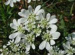 Dentelles Minoenne, Fleur Blanche En Dentelle